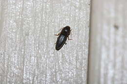 Image of Pasture Wireworm