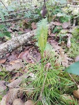 Image of Diphasiastrum thyoides (Humb. & Bonpl. ex Willd.) Holub