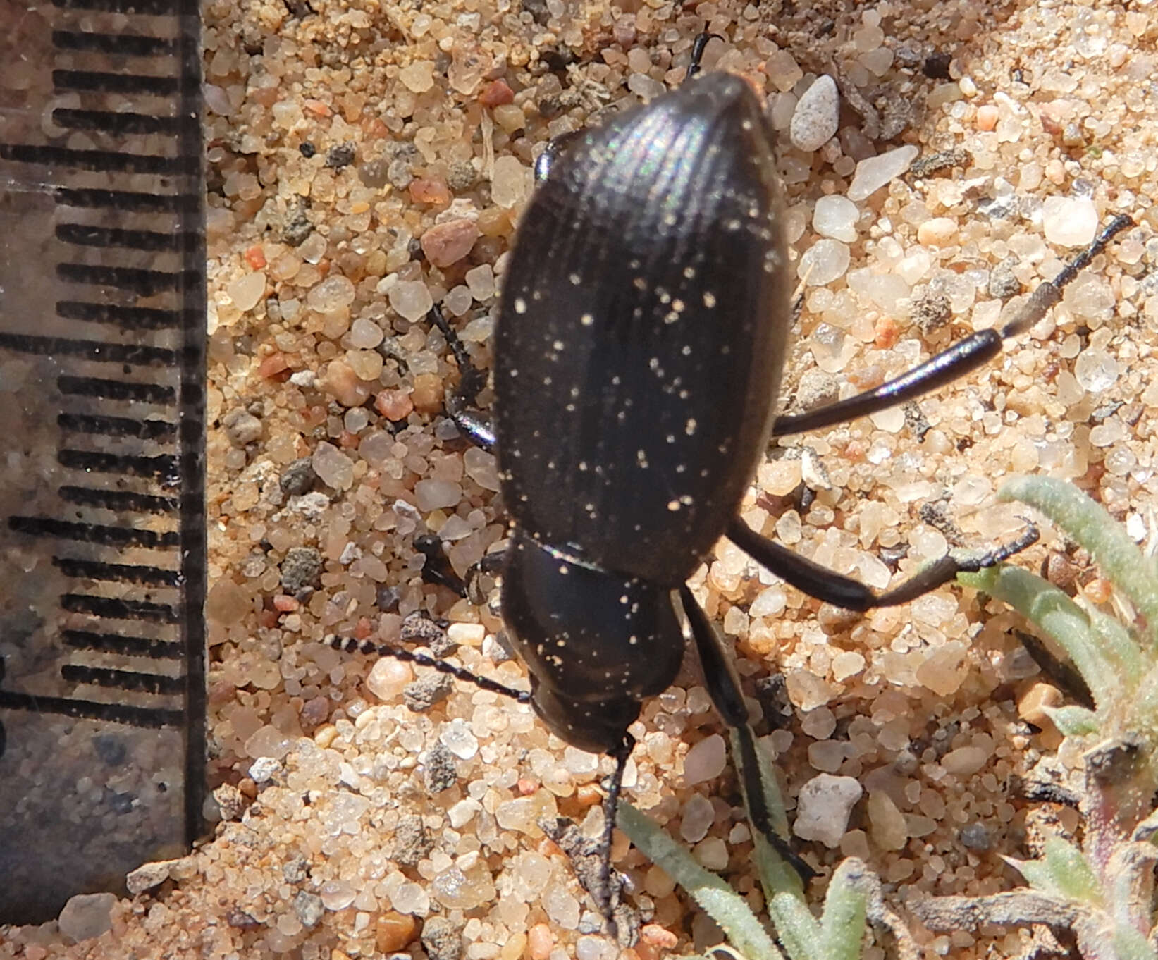 Image of Eleodes (Melaneleodes) carbonaria (Say 1824)