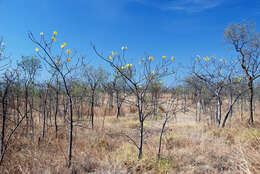 Imagem de Cochlospermum fraseri Planch.