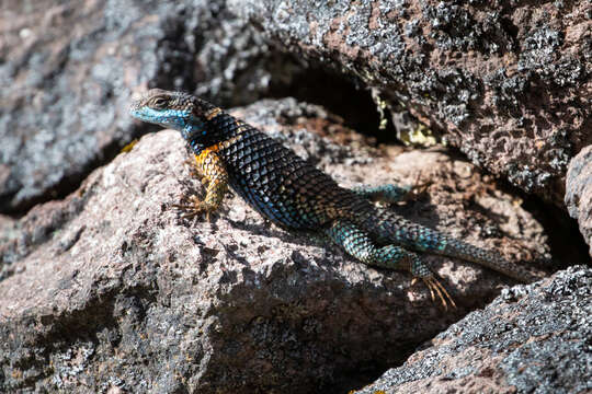 Image de Sceloporus aureolus Smith 1942