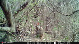 Image of Swamp Rabbit