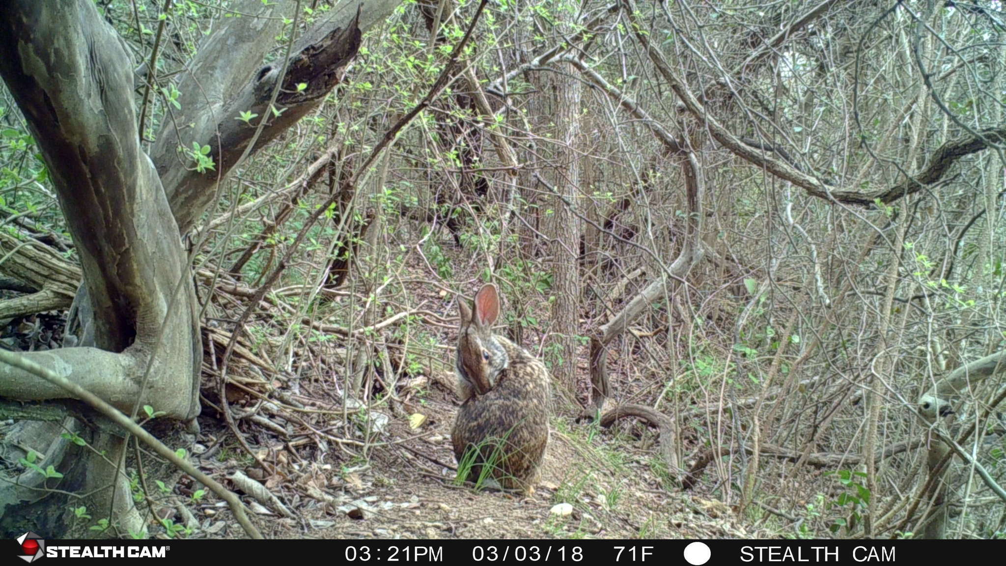 Image of Swamp Rabbit