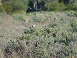 Image of White-fronted Chat