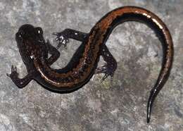 Image of Gold-striped salamander