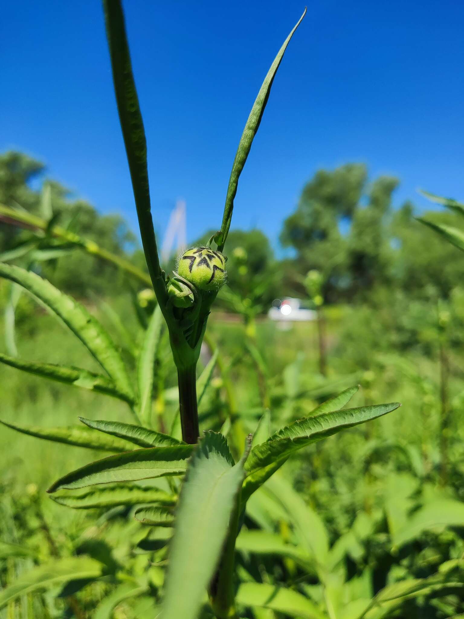 Image of Cephalaria litvinovii Bobrov