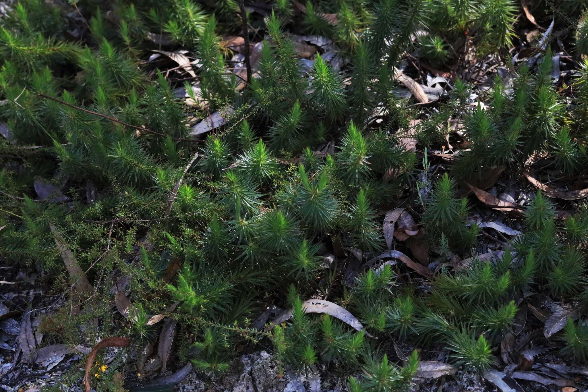 Imagem de Melichrus procumbens (Cav.) Druce