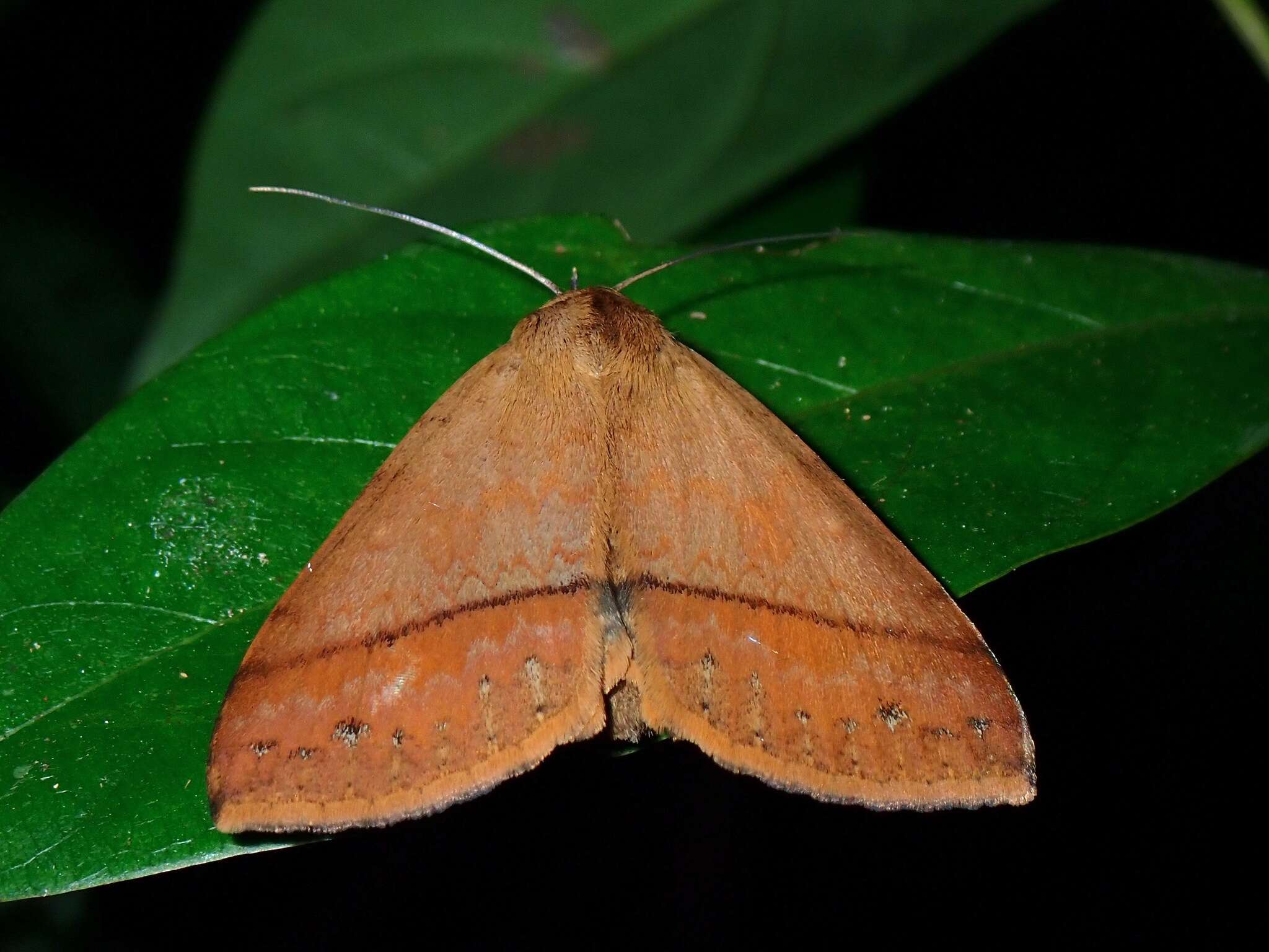 Image de Ugia serrilinea Hampson 1926