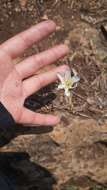 Image of Zephyranthes brevipes Standl.