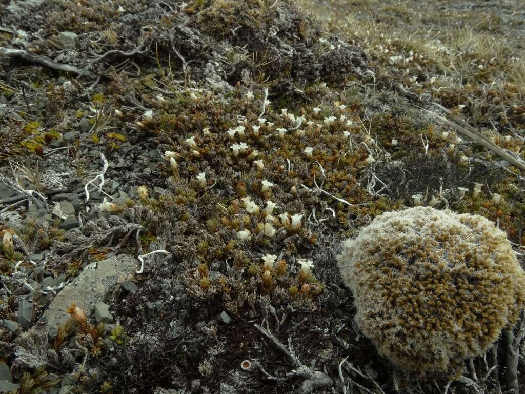 Image of Dracophyllum prostratum T. Kirk