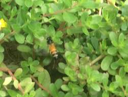 Image of Giant honey bee