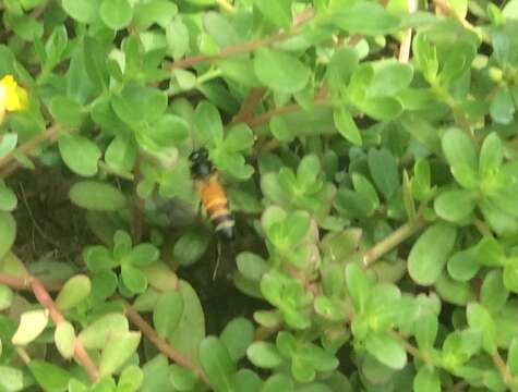 Image of Giant honey bee