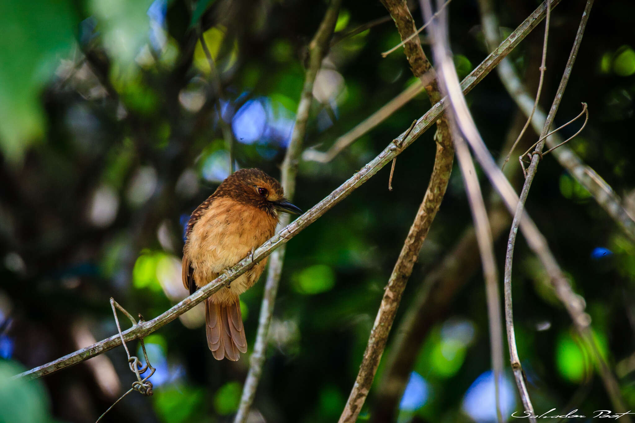 Image of White-whiskered Puffbird