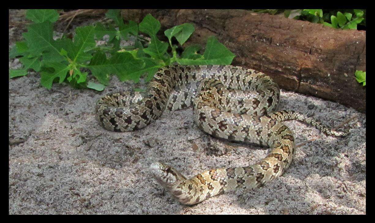 Image of Lampropeltis calligaster occipitolineata Price 1987