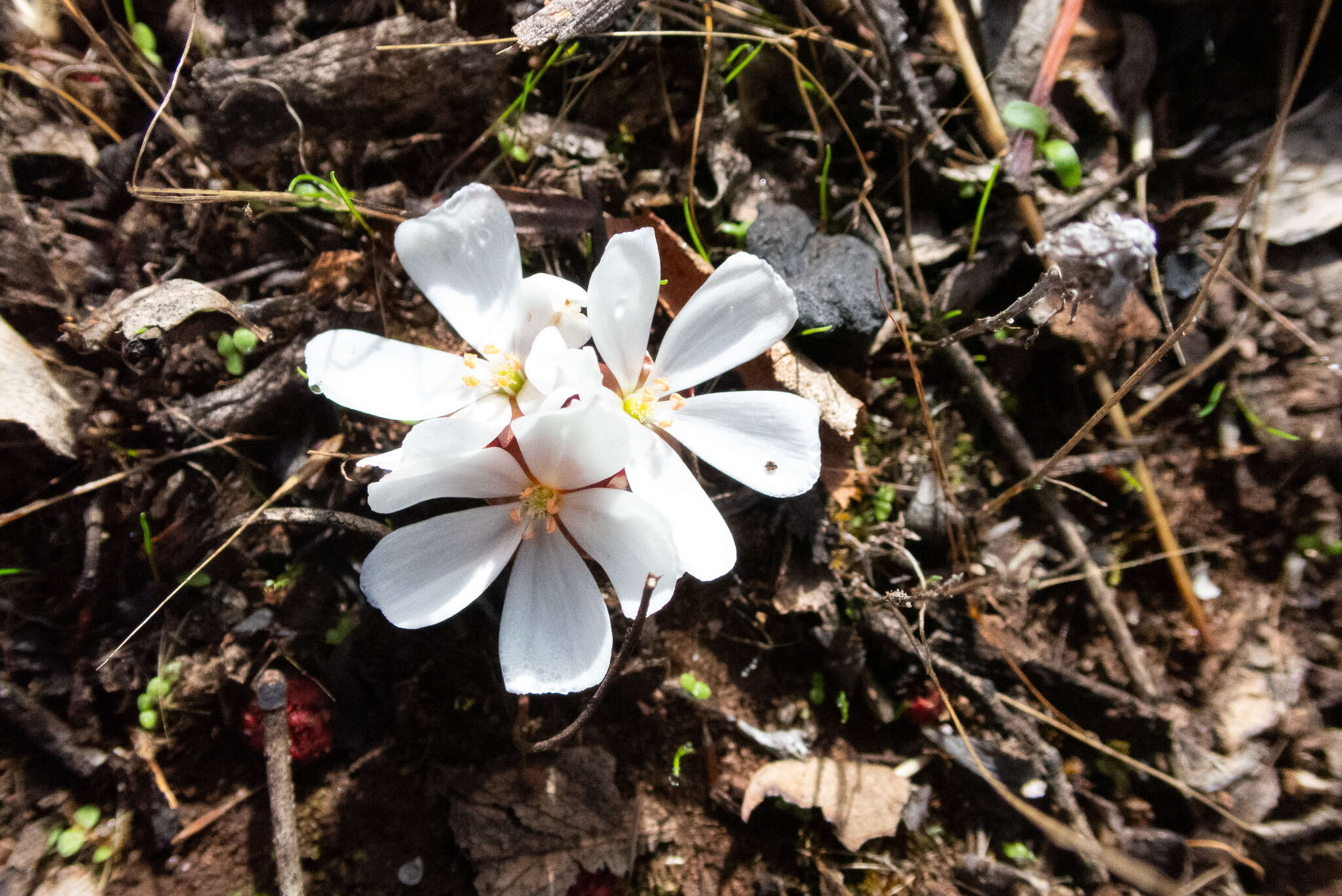 Image of Drosera rosulata Lehm.