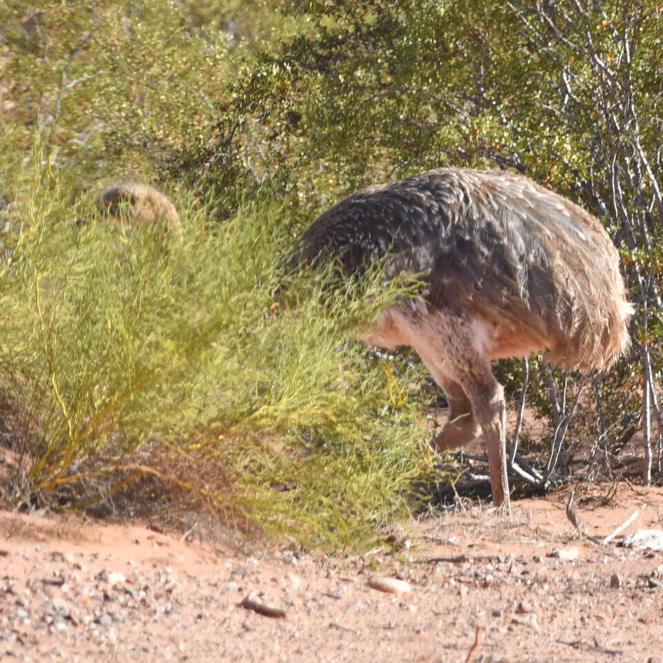 Image of Rhea pennata tarapacensis (Chubb & C 1913)