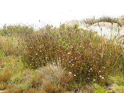 Image of Erica fastigiata var. fastigiata