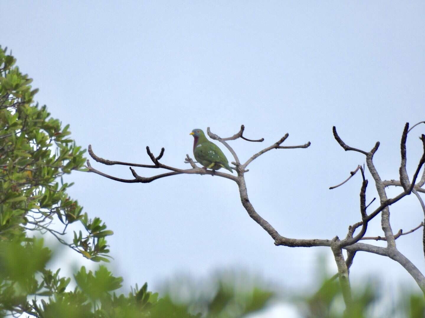 Image of Claret-breasted Fruit Dove