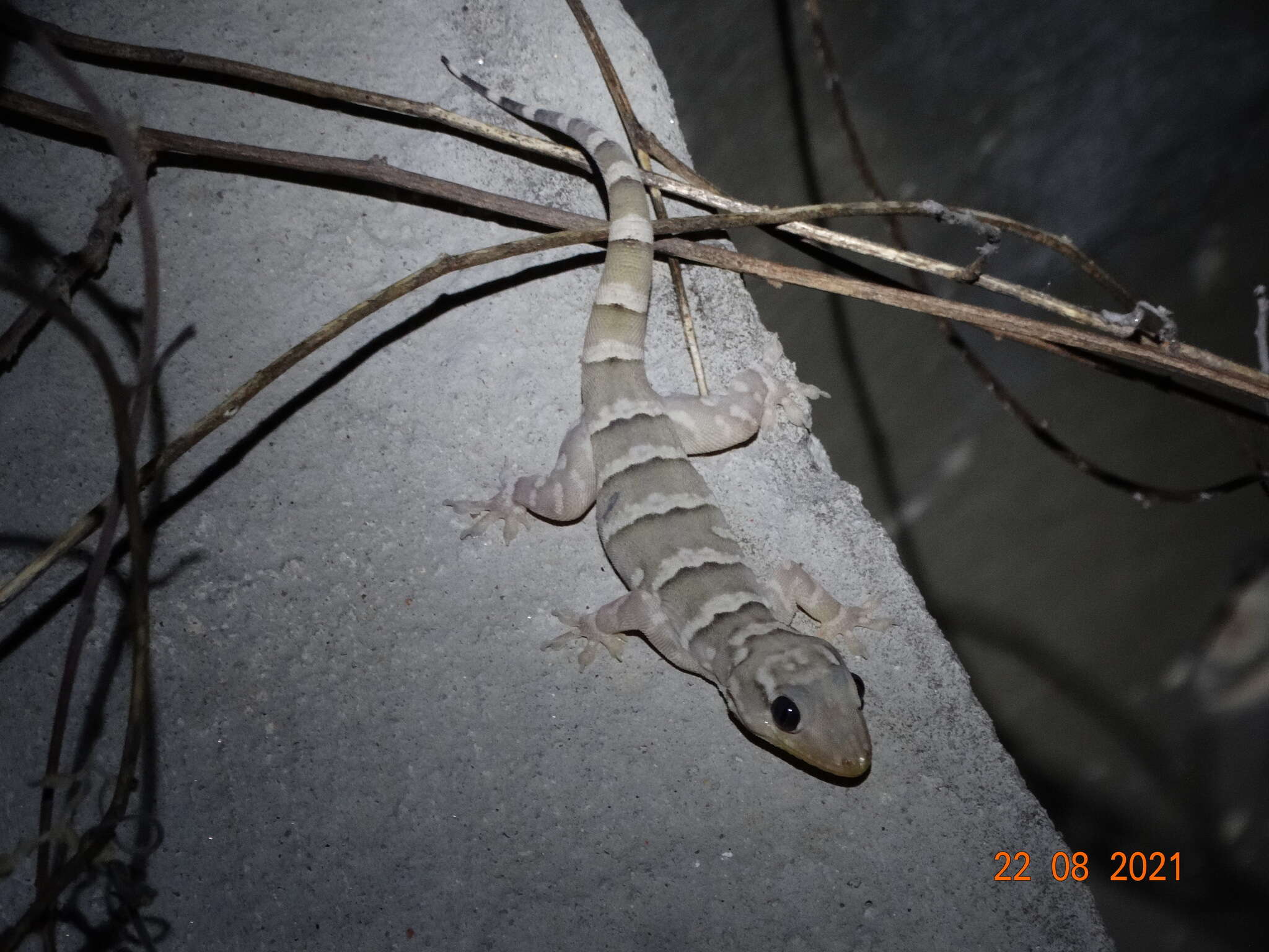 Image of Peraiba Gecko