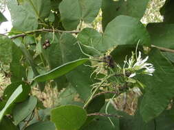 Sivun Bauhinia divaricata L. kuva