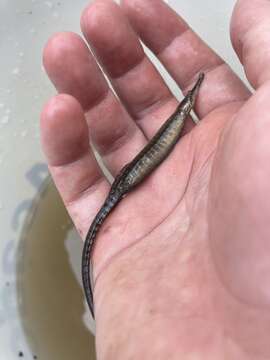 Image of American Gulf Pipefish