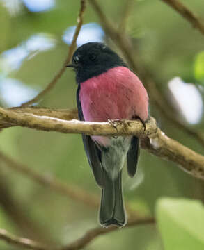 Image of Pink Robin