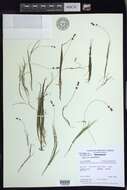 Image of Threadleaf-pondweed