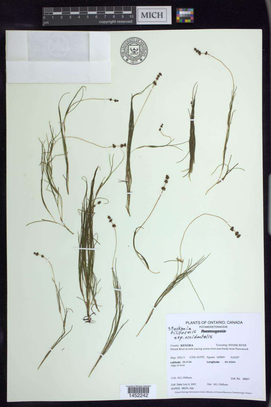 Image of Threadleaf-pondweed