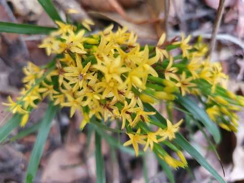 Image of Grass orchids