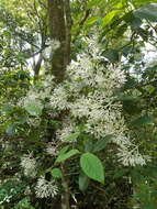 Image de Rudgea jasminoides (Cham.) Müll. Arg.