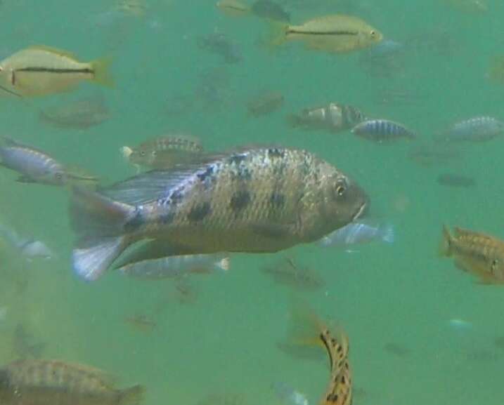 Image of Fossorochromis rostratus (Boulenger 1899)