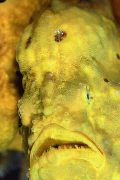 Image of Flagpole Frogfish