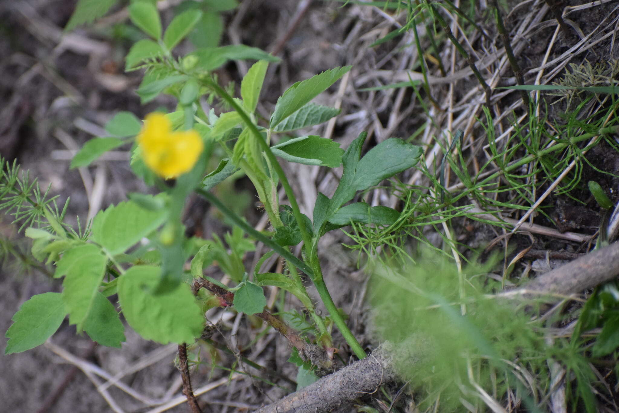 Image of Turner's buttercup