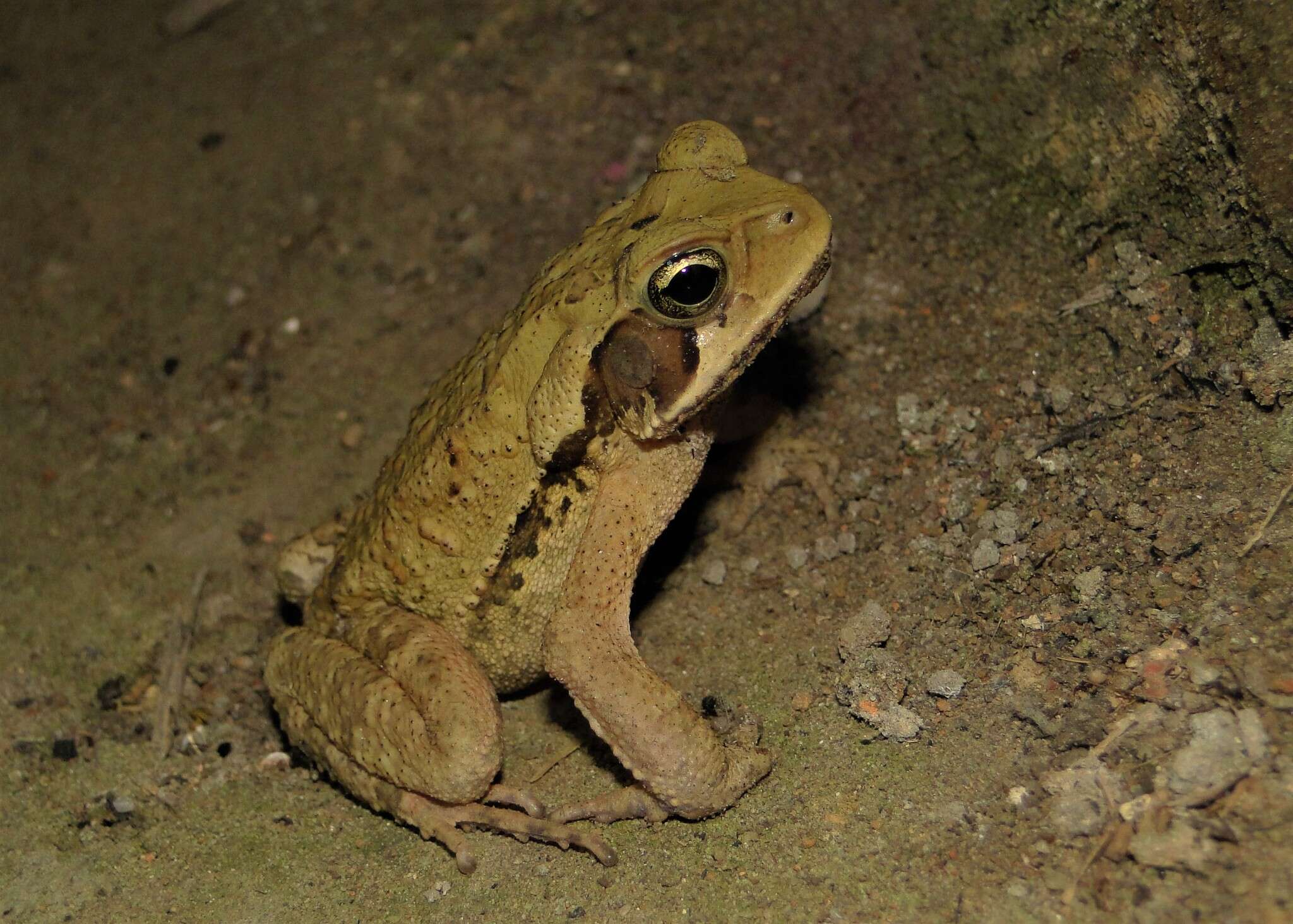 صورة Rhinella crucifer (Wied-Neuwied 1821)