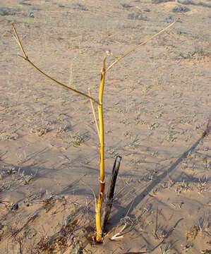 Image de Ferula sinaica Boiss.