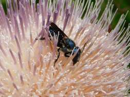 Image of Osmia chalybea Smith 1853