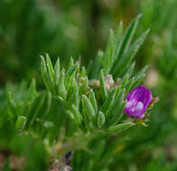 Plancia ëd Astragalus vexilliflexus Sheldon