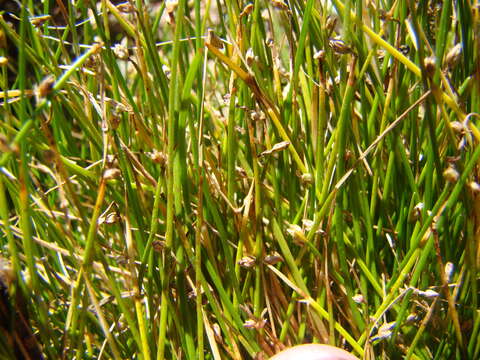 Isolepis cernua var. cernua的圖片