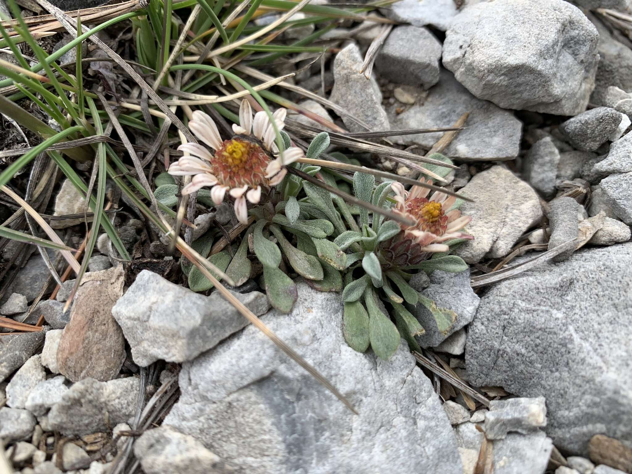 Image of Jones' Townsend daisy