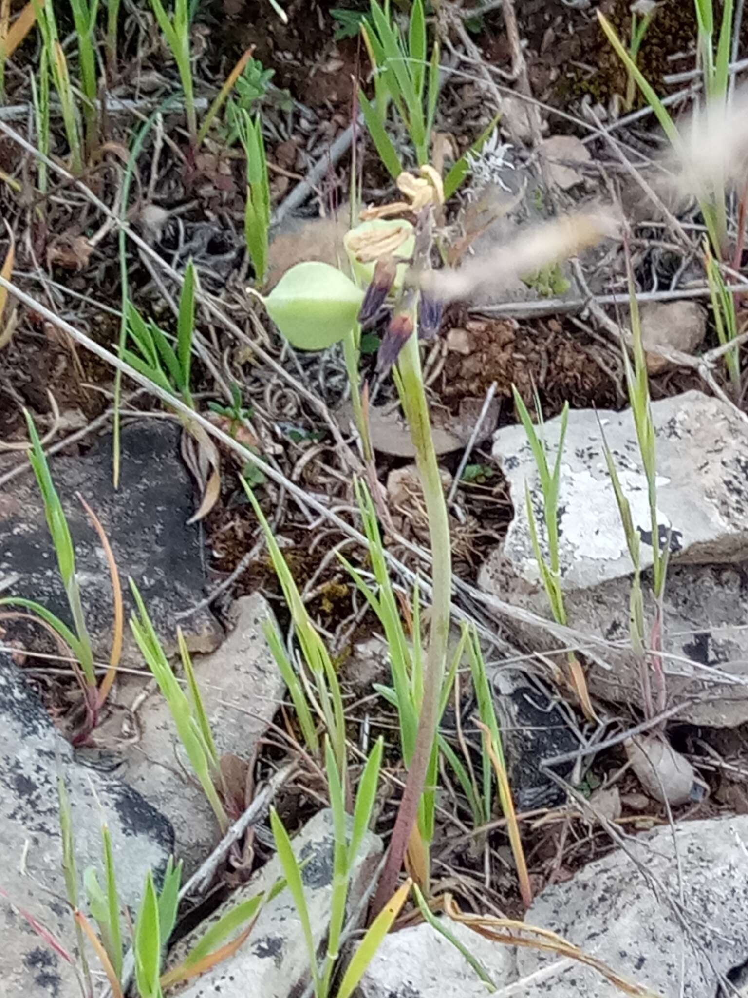 Image of Muscari baeticum Blanca, Ruíz Rejón & Suár.-Sant.