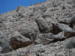 Image of Mourning Wheatear