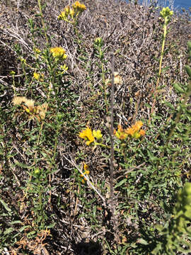 Слика од Isocoma menziesii var. menziesii