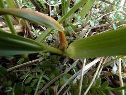 Imagem de Anthoxanthum equisetum (Zotov)