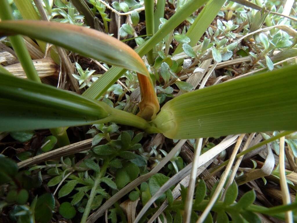 Imagem de Anthoxanthum equisetum (Zotov)