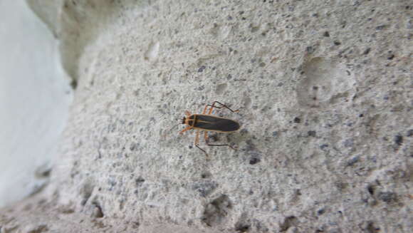 Image of Stenomacra marginella (Herrich-Schaeffer 1850)