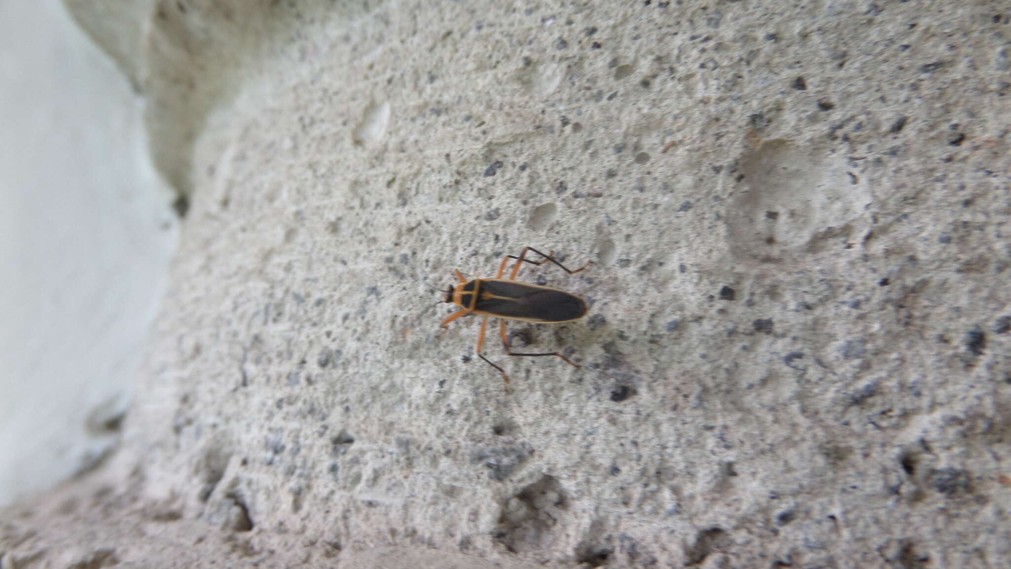 Image of Stenomacra marginella (Herrich-Schaeffer 1850)