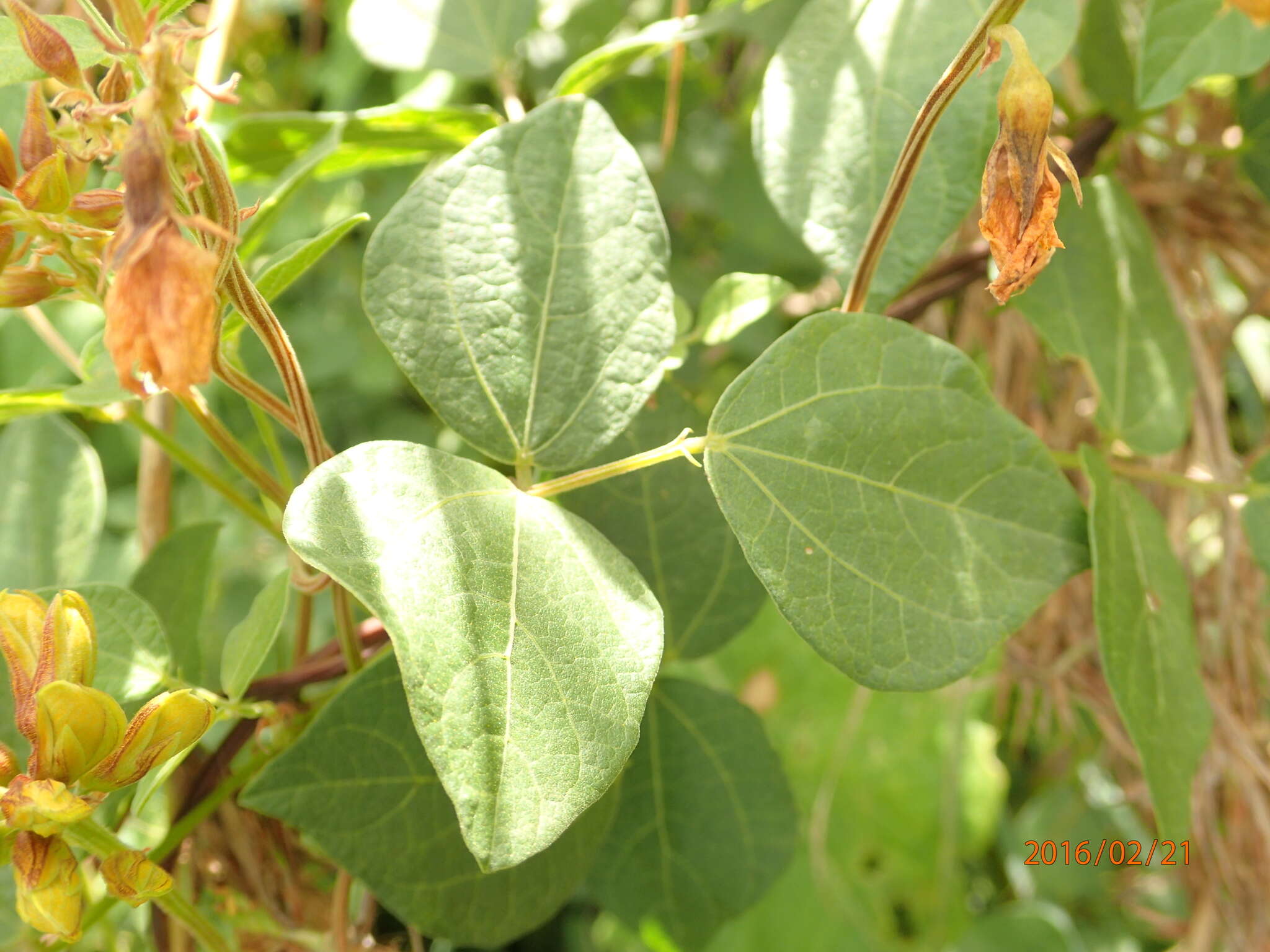 Image of Rhynchosia cooperi (Baker fil.) Burtt Davy