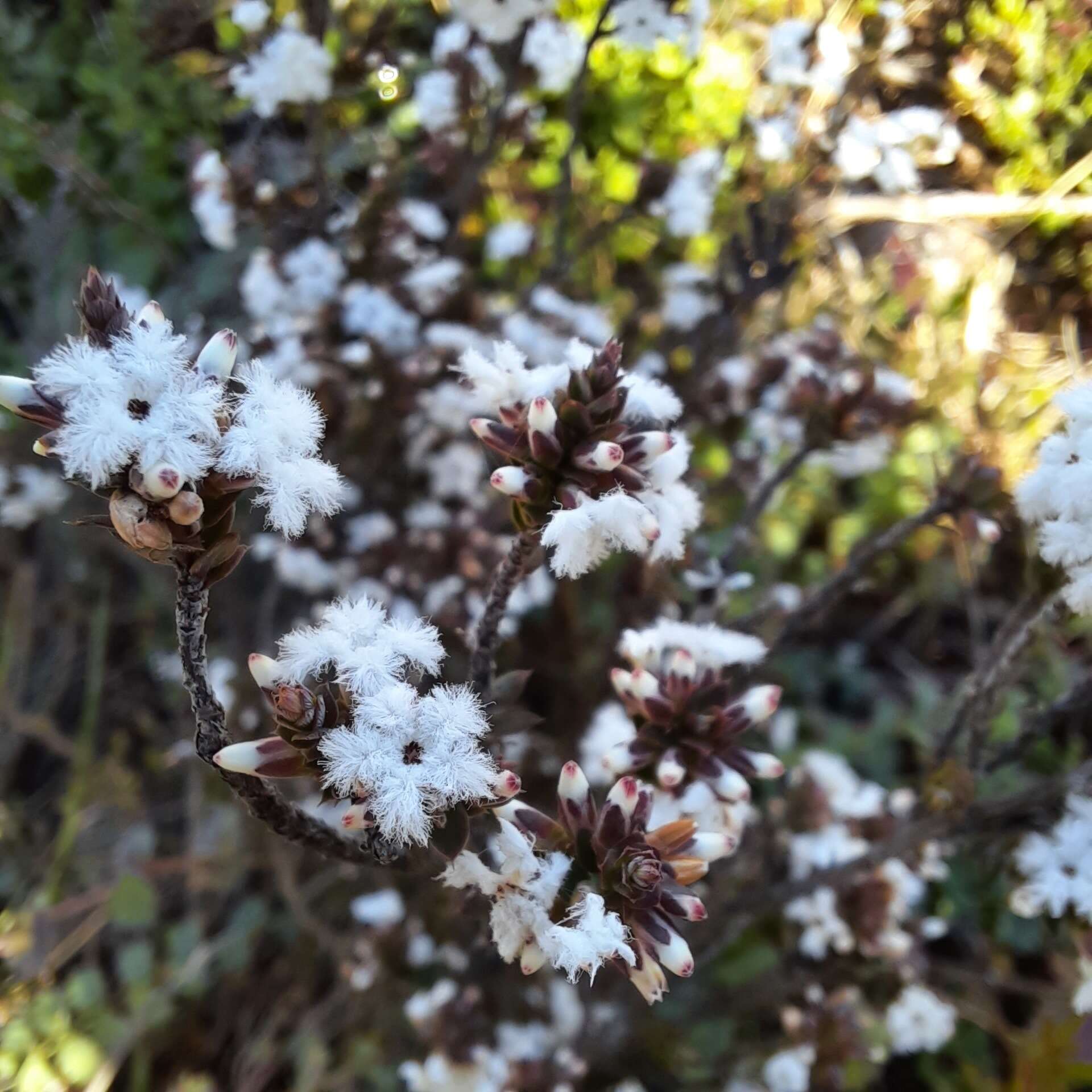 Imagem de Leucopogon attenuatus A. Cunn.