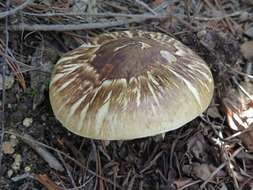 Tricholoma matsutake (S. Ito & S. Imai) Singer 1943 resmi