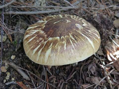 Слика од Tricholoma matsutake (S. Ito & S. Imai) Singer 1943